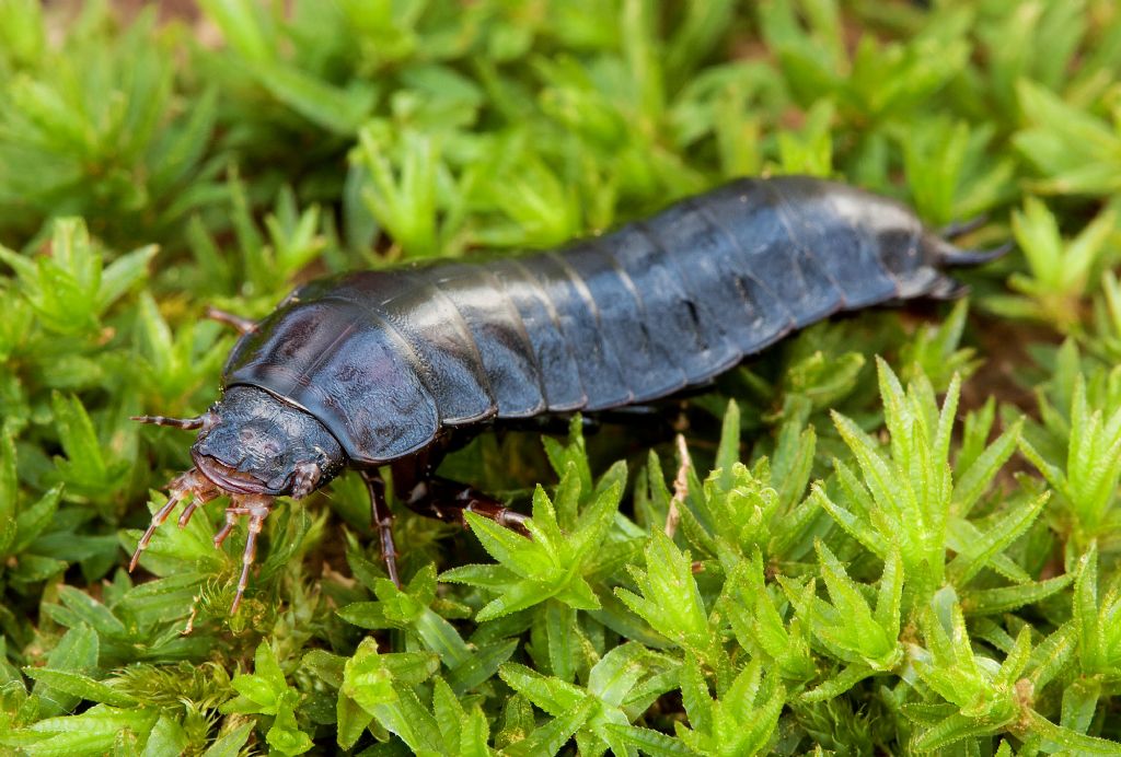 larva Carabus coriaceus